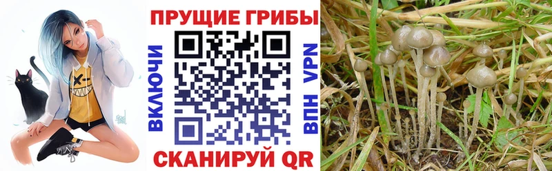 дарк нет официальный сайт  Свирск  Псилоцибиновые грибы мухоморы 